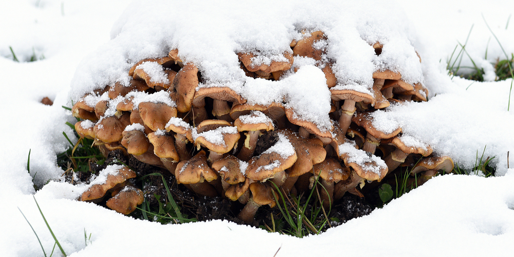 Auch wenn gestern Schnee bis nach Nuolen gefallen ist und den Pilzen zu einer weissen Mütze verhalf – künftig werden Schneetage in Ausserschwyz seltener. 