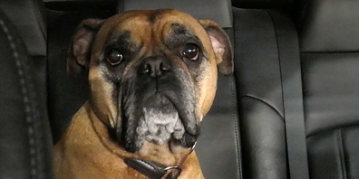 Hunde sollten über die Sommermonate nicht im Auto gelassen werden. 