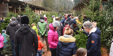 Wer schnappt sich den schönsten Baum?