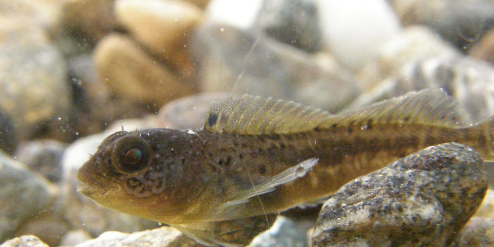 Die Forschenden stiessen während der Inventarisierungen der Schweizer Seen auf einige Überraschungen: Der Schleimfisch Cagnetta aus dem Lago Maggiore beispielsweise ist noch nicht eindeutig identifiziert. (Pressebild)