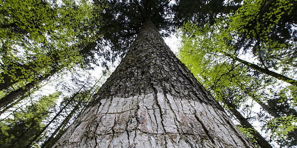 Bäume wachsen im Frühjahr zunehmend schnell, mit einem Spitzenwachstum von April bis Juni und einem meist starken Rückgang kurz vor der Sommersonnenwende. (Themenbild)