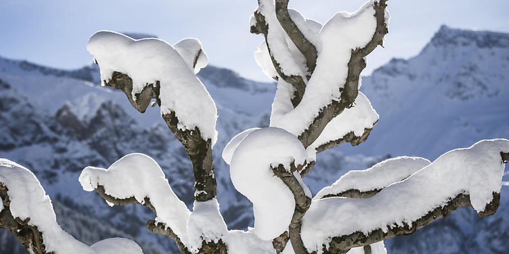 Schnee auf einem Baum in Adelboden: In der Gemeinde im Berner Oberland gab es einen neuen Neuschneerekord für den Monat Dezember. (Archivbild)