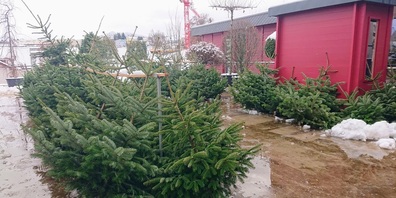 Die Weihnachtsbäume stehen bereit.