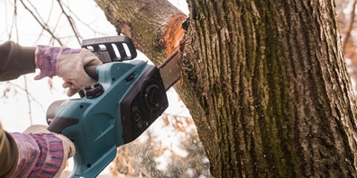 Die drei markanten Eschen im Weiler Hasel am Lützelsee sind ein wichtiger Lebensraum für Störche. Eine von ihnen muss wegen schwerer Schäden gefällt werden.