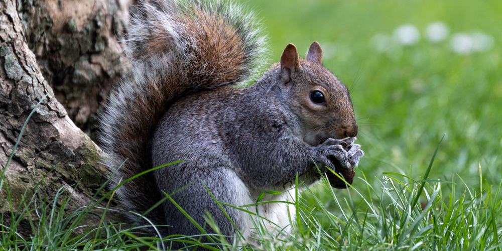 Robust und bestrebt, neue Reviere zu erkunden: Das aus Amerika stammende Grauhörnchen (Sciurus carolinensis) verbreitet sich in Europa. In Großbritannien servieren manche Restaurants schon Grauhörnchen-Ragout, um heimischen Nagern zu helfen.