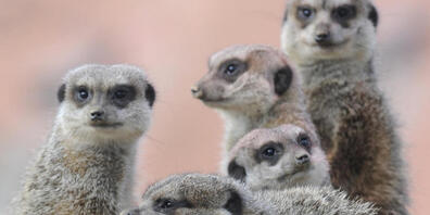 Auch den Erdmännchen machen die hohen Temperaturen zu schaffen. (Symbolbild)
