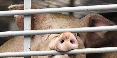 Die Fleisch- und Milchproduktion hat einen grossen ökologischen Fussabdruck. (Symbolbild)