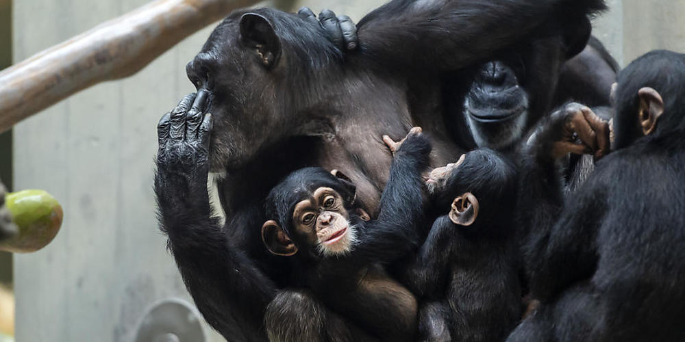 Die Affen des Zoos Basel würden bei Annahme der Initiative keine Grundrechte erhalten.