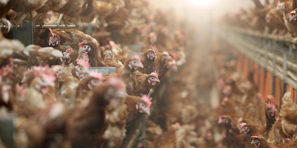 Der Nationalrat empfiehlt die Massentierhaltungsinitiative ohne Gegenvorschlag zur Ablehnung. Die Schweiz habe schon genug strenge Tierschutzgesetze, befand die Mehrheit des Rats. (Symbolbild)