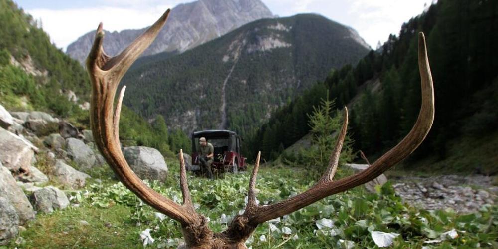 Die Innerrhoder Jäger haben in der zu Ende gegangenen Saison 70 Hirsche geschossen. (Symbolbild)