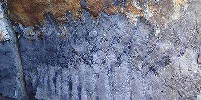 Das Fossil eines gigantischen Tausendfüsslers fanden die Forschenden in einem Sandsteinblock.