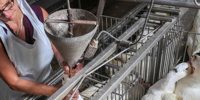 ARCHIV - Gänse werden auf dem Hof von Sauveniere für die Produktion von Foie Gras (Stopfleber) gefüttert. Die Delikatesse gerät auch in Frankreich in Kritik. Foto: Virginie Lefour/BELGA/dpa