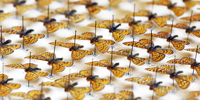 Unter anderem veranschaulichen dreidimensionale Objekte wie Insektensammlungen die Tätigkeitsfelder der Schaffhauser Forscher.