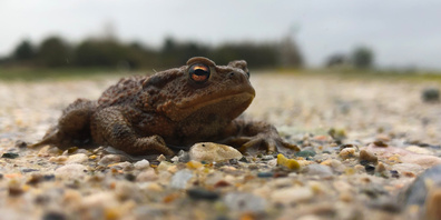 Wird's wieder wärmer sind die Amphibien unterwegs.