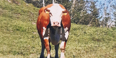 Hereford-Kuh Betty erhielt  anlässlich der zehnten Herdbook-Awards die Gold-Auszeichnung.