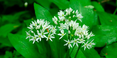 Bereichert die saisonale Frühlingsküche und soll gegen Frühjahrsmüdigkeit helfen: Bärlauch (Allium ursinum).