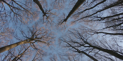 Aus Sicherheitsgründen werden kommende Woche im Waldstück zwischen Bahnlinie und Seeradweg diverse Bäume gefällt. 