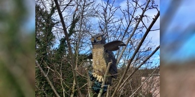 Zwei Uhu-Attrappen wurden mit professioneller Hilfe durch einen Ornithologen und Rabenvogelspezialisten positioniert.