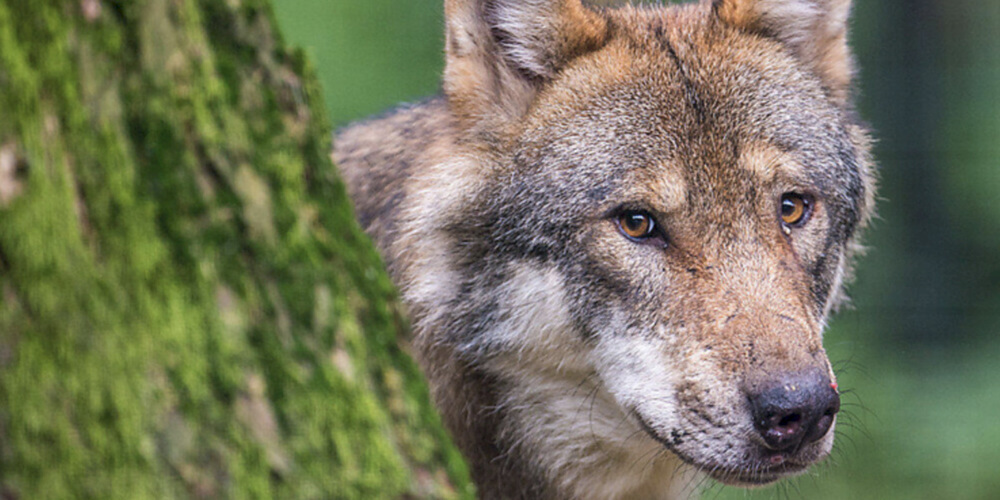 Urteil der Wildhut gestützt: Auch erste DNA-Analysen ergeben keine Hinweise auf die Anwesenheit eines Wolfes bei einer Panik unter Schafen in einem Flumser Stall. 