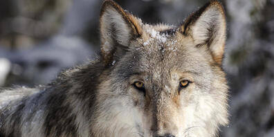 Der überfahrene Wolf war auf der Autobahn von Landquard in Richtung Maienfeld unterwegs gewesen. (Symbolbild)
