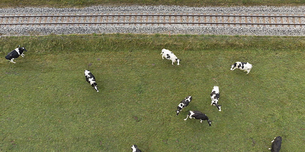 Kühe weiden in der Nähe eines Bahngleises in Broc FR. Zäune sollten in Gleisnähe gut kontrolliert werden, um Kollisionen von Bahn und Vieh zu vermeiden, wie die Beratungsstelle für Unfallverhütung in der Landwirtschaft (BUL) schreibt. (Archivbild)