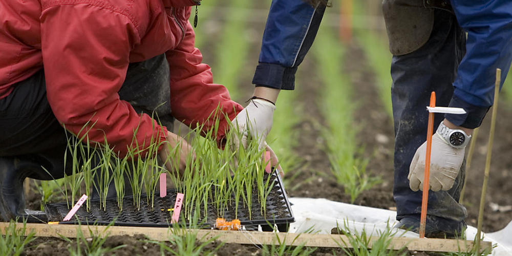 Gentechnisch veränderte Weizensetzlinge: Das eidgenössische Parlament möchte das Gentech-Moratorium in der Landwirtschaft zwar grundsätzlich um vier Jahre verlängern, die Tür für die Technologie aber auch nicht mehr ganz geschlossen halten. (Theme...