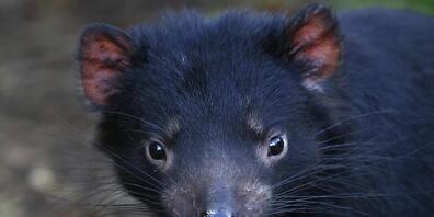 In Tasmanien haben Tierärzte zum ersten Mal einen Tasmanischen Teufel wegen Grauen Stars operiert. Die Tiere sind bedroht. Es gibt sie in der Wildnis nur auf der Insel Tasmanien in Australien.