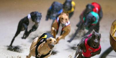 Ein Greyhound, der für die Rennbahn abgerichtet wurde, biss im Garten eine Katze tot. Der Halter wird dafür nun bestraft. (Symbolbild)