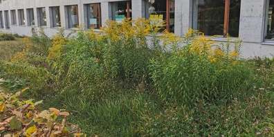 Kanadische Goldrute, ein typischer invasiver Neophyt.