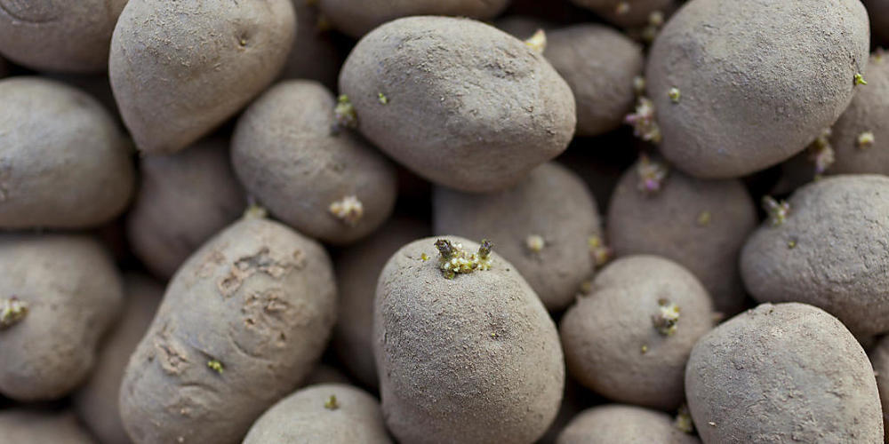 Das Erbgut der Kartoffel ist äusserst komplex. Forschenden ist es nun erstmals gelungen, dieses vollständig zu entschlüsseln. (Themenbild)