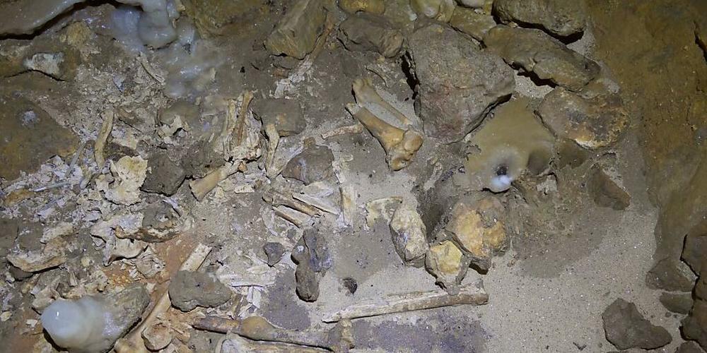 Menschen- und Tierknochen in der neu entdeckten bronzezeitlichen Höhle nahe La Rochefoucauld-en-Angoumois. Es handelt sich um eine der grössten bisher gefundene prähistorische Grabstätten im an solchen Stätten reichen Frankreich (Pressebild).