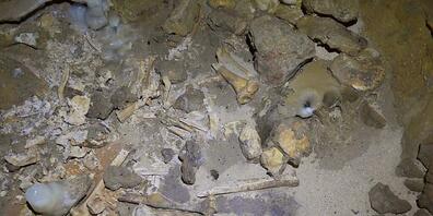 Menschen- und Tierknochen in der neu entdeckten bronzezeitlichen Höhle nahe La Rochefoucauld-en-Angoumois. Es handelt sich um eine der grössten bisher gefundene prähistorische Grabstätten im an solchen Stätten reichen Frankreich (Pressebild).