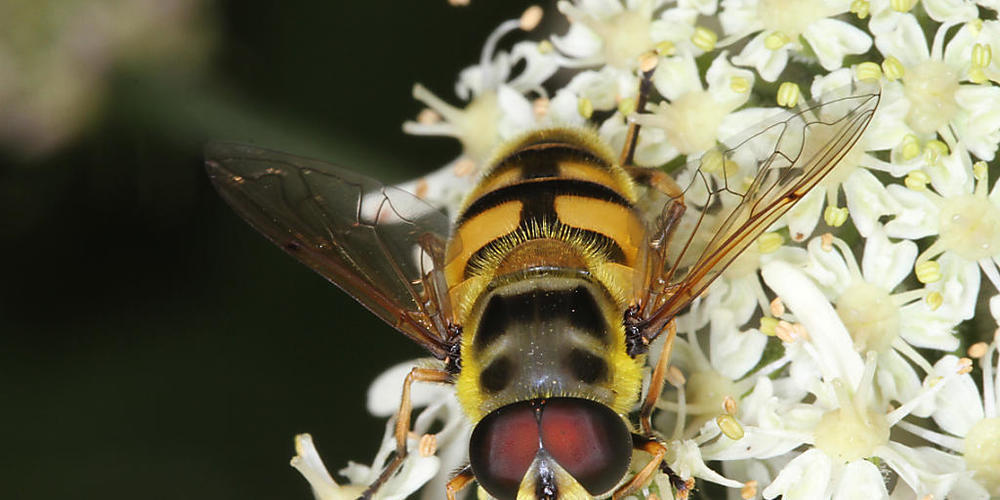 Die Totenkopfschwebfliege ist eine hübsche Art, die bei der Black Bucket Challenge in Zürich gedeihen könnte. Das WSL sucht Freiwillige, die kleine schwarze Wasserkübel drei Monate lang in den Garten stellen. Damit soll der Wasserinsekten-Bestand ...