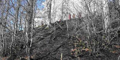 In Goldingen ist am Samstag ein Stück Wald in Brand geraten.