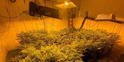 Die Hanfindooranlage war voll automatisch ausgestattet. 