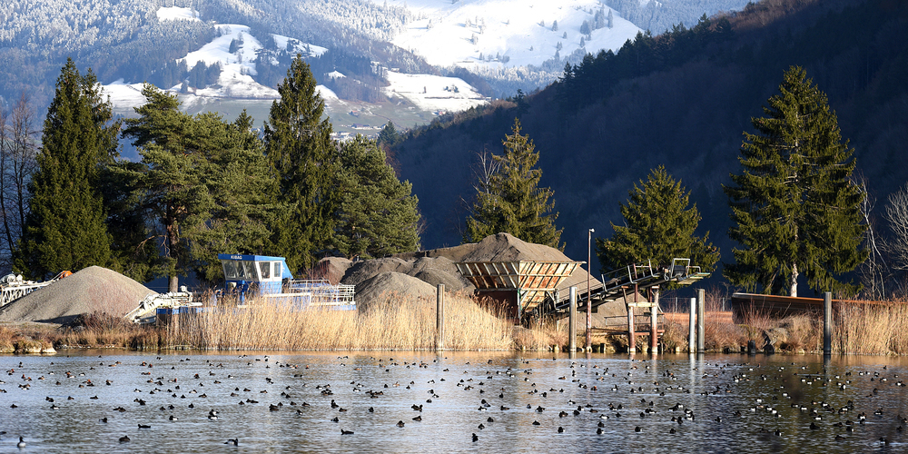 An die 300' 000 Enten, Taucher, Schwäne und Blässhühner sind über die Wintermonate in der Schweiz anzutreffen. Wichtige Gebiete für die Vögel sind die Naturschutzgebiete Nuoler Ried und Frauenwinkel. (Bild: Franz Feldmann)