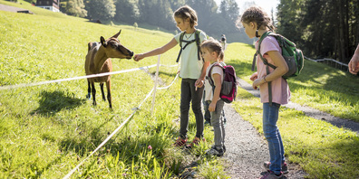 Der Themen- und Erlebnisweg Geissä Wäg auf Sattel-Hochstuckli wurde mit einem Innovationsförderbeitrag unterstützt. 