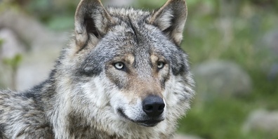 In diesem Jahr wurden bereits 17 Wolfssichtungen gemeldet, so Manuel Wyss vom Amt für Wald und Natur.