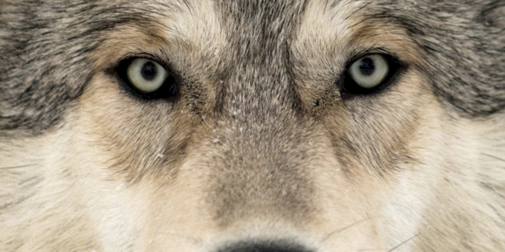 Ein Wolf soll unweit des Linthgebiets mutmasslich für den Tod des Schafes verantwortlich sein.