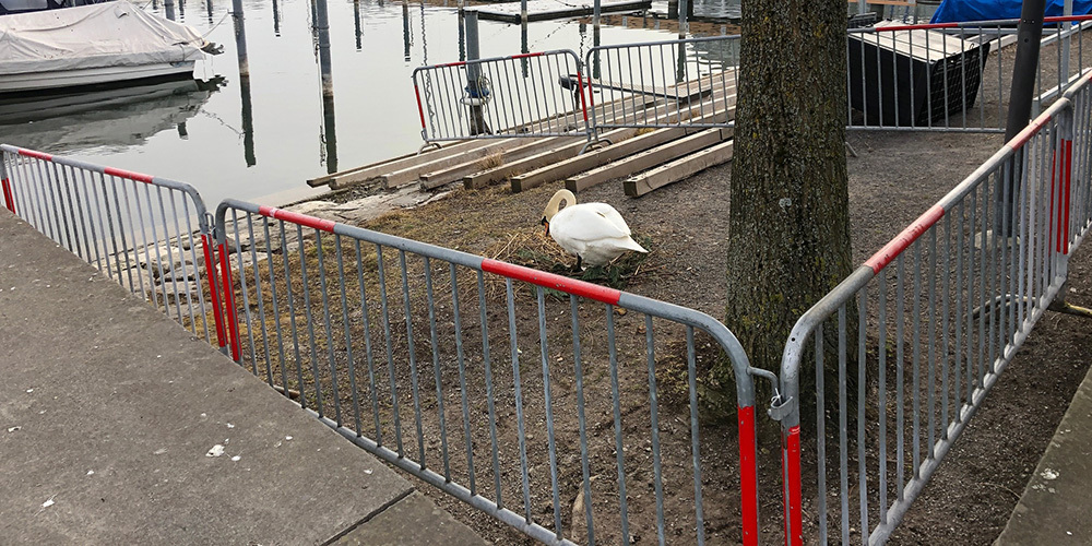 Um Passanten und vor allem Kinder von den Schwänen fernzuhalten, haben Werkhofmitarbeiter den Bereich abgesperrt.