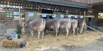 Bauern präsentieren wieder ihre Zuchtfamilien. 