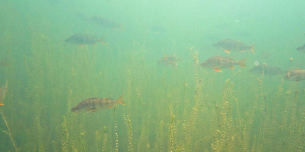 Der Seegrund des Obersees ist fast vollständig bedeckt mit einem Bestand der schmalblättrigen Wasserpest, der hier von einem Schwarm Egli durchschwommen wird.