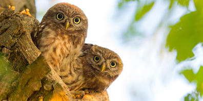	Ohne konkrete Schutzbemühungen der BirdLife-Familie wäre der Steinkauz um die Jahrtausendwende beinahe ausgestorben. Heute gibt es wieder 152 Brutpaare.