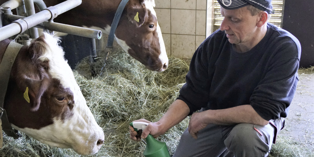 Reto Eisenhut verabreicht Gina das homöopathische Arzneimittel mit einem Spray auf die Nase. 