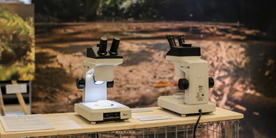 Larven  unter der Lupe.