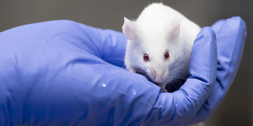 Eine Labormaus in einem Krebs-Forschungszentrum