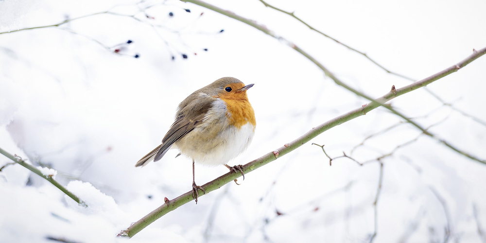 Einheimische Vögel wie das Rotkehlchen kommen gut ohne Fütterung aus. (Bild: Keystone)