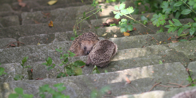 Für kleine Igel sind selbst Treppen schwer überwindbare Hindernisse.