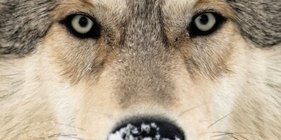 Die Wildhut schliesst zweifellos aus, dass ein Wolf die Schafe in Panik versetzt hat. Doch in Flums wird dieses Verdikt teilweise angezweifelt. 