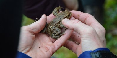 Dieser kleine Grasfrosch lebt ebenfalls in der Bätzimatt.